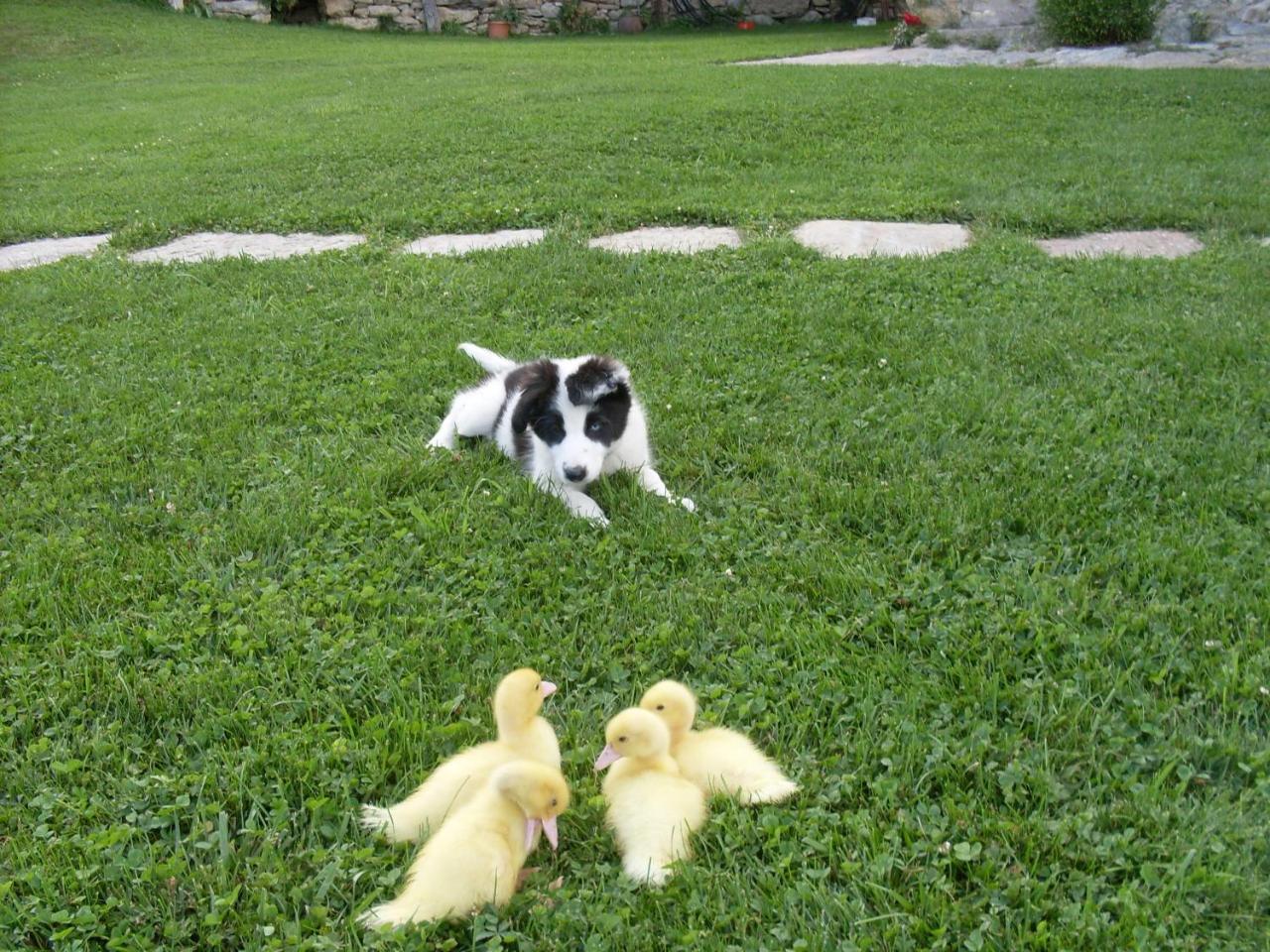يانارس Can Gallo المظهر الخارجي الصورة